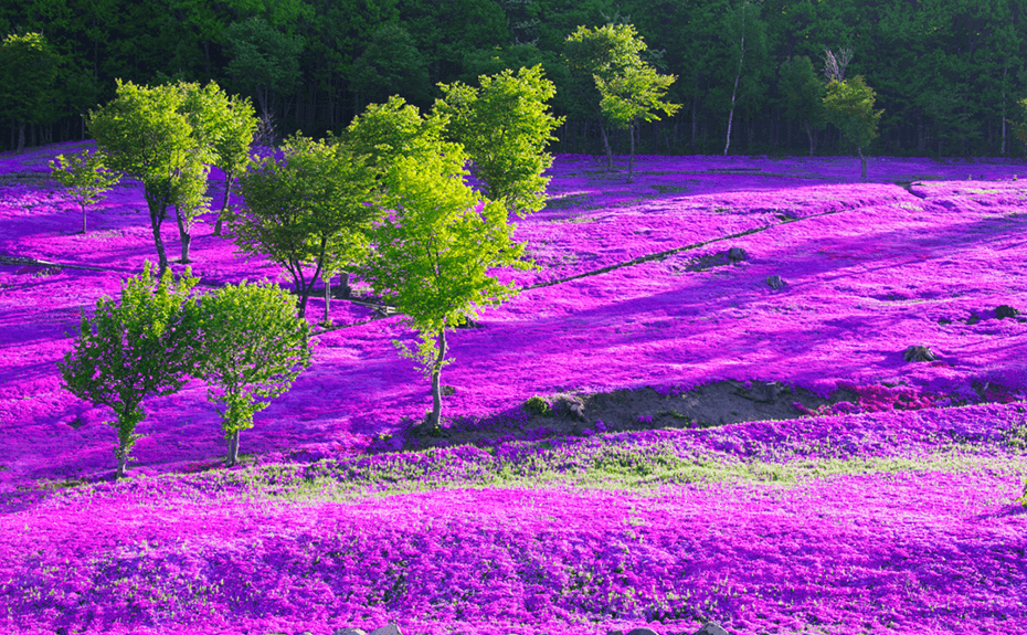 芝樱泷上公园