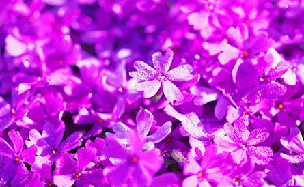 芝樱泷上公园
