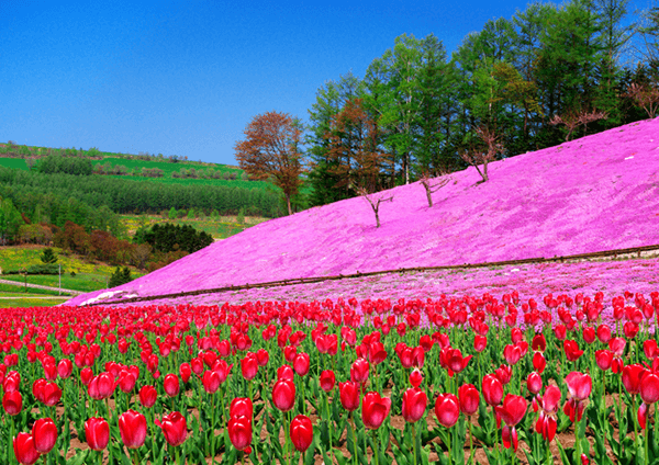 鄂霍茨克纹别的 花田美景|绝景日本