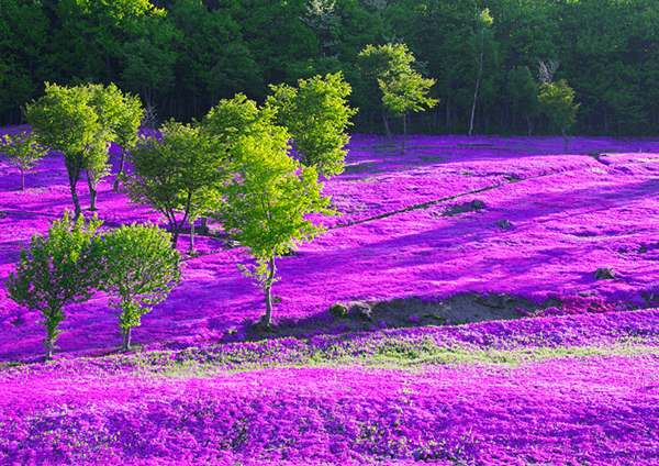 芝樱泷上公园