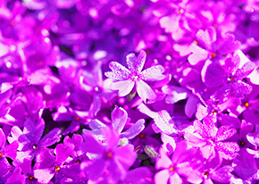 芝樱泷上公园