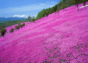 芝樱泷上公园