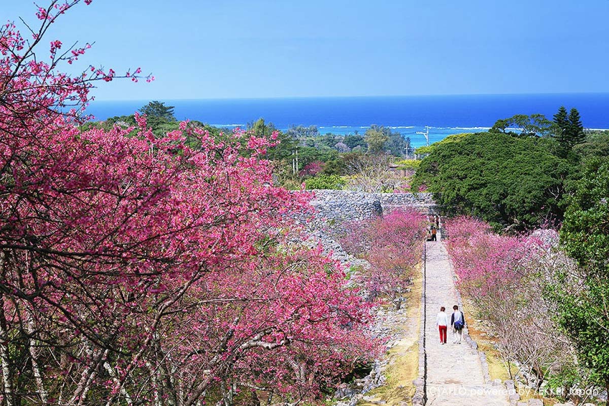 沖縄は春！日本一早い桜に会える沖縄桜の名所3選｜zekkei Japan