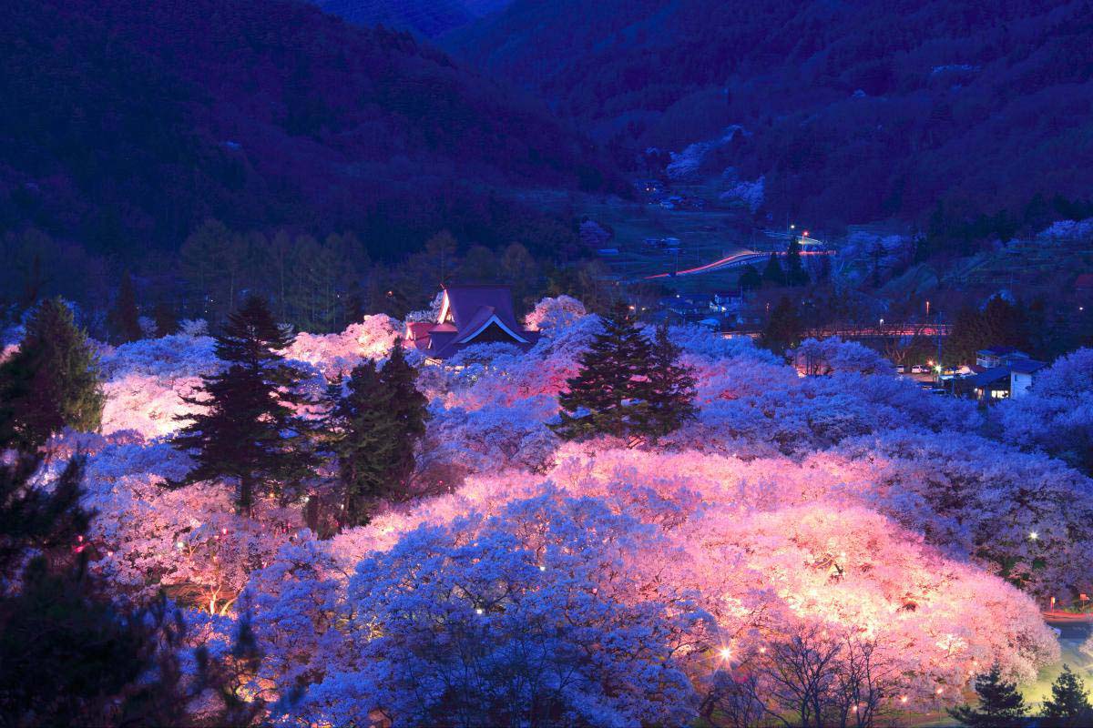 「高遠桜」の画像検索結果
