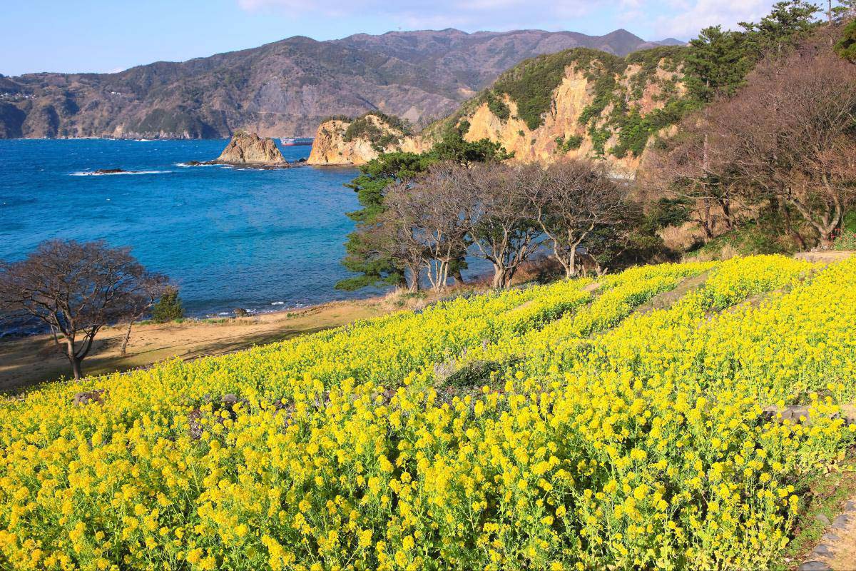 黄金崎の絶景｜ZEKKEI Japan
