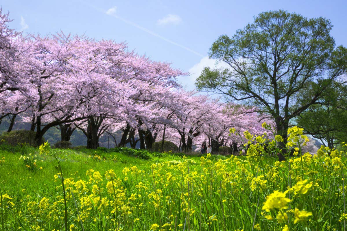 北上展勝地さくらまつりの絶景｜zekkei Japan